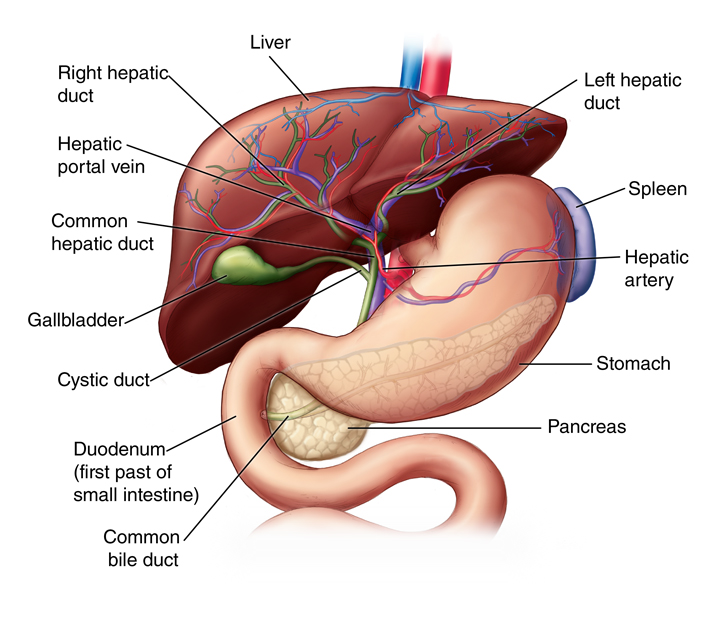 Function Of the Liver-webp
