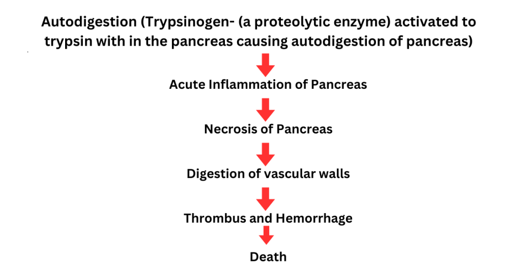 Acute Pancreatitis - Pathophysiology