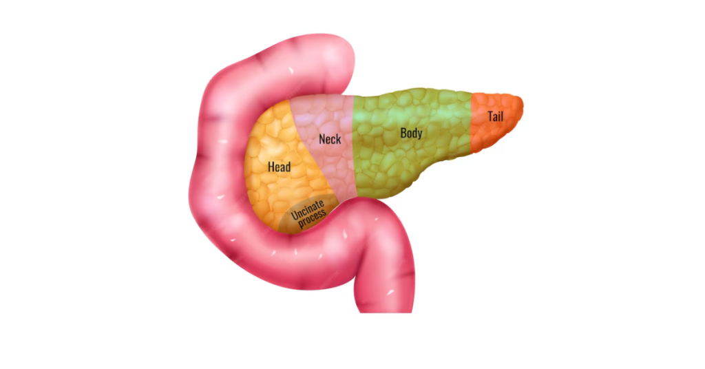 Pancreas